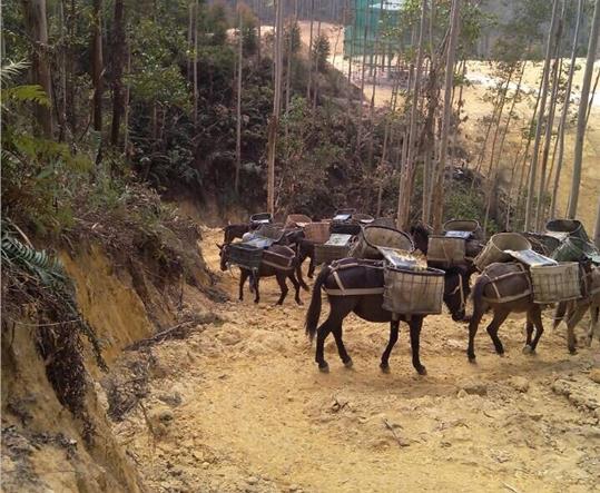 福建马帮山路运输