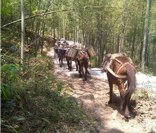福建马帮运输电话