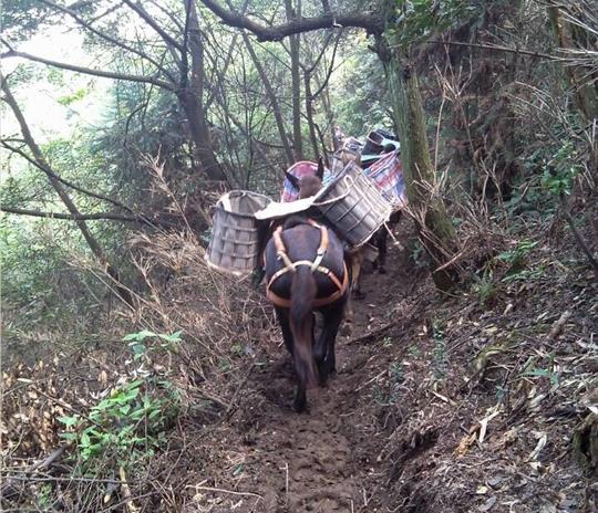 福建马帮运输公司