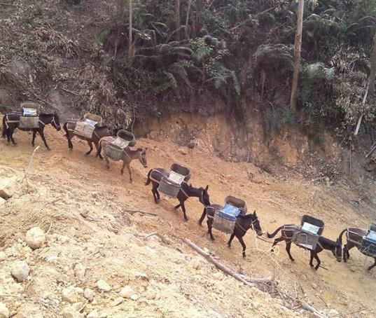 福建山路马帮运输