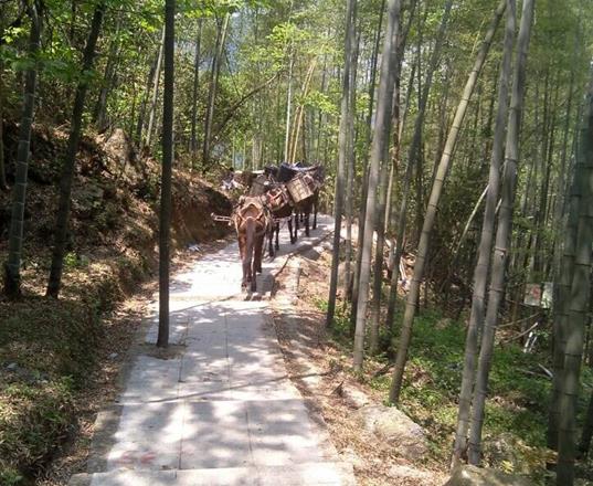 福建马队运输公司