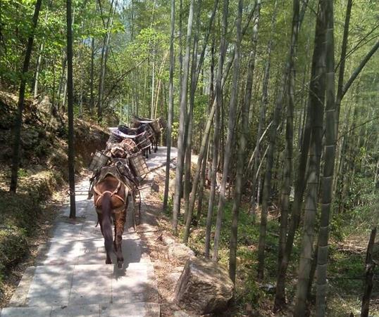 福建山路马队运输
