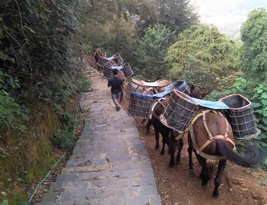 福建骡马运输电话