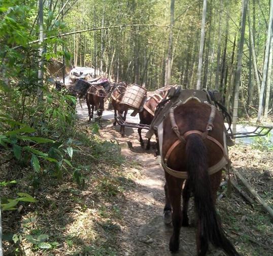 福建骡马运输公司