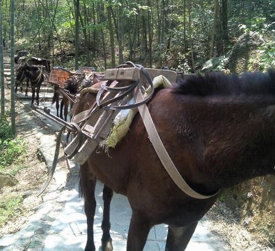 福建山路骡马运输
