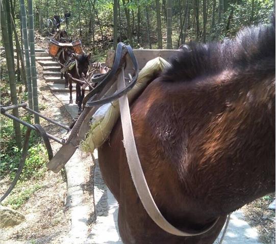 福建骡马队运输