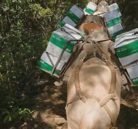 福建骡马山路运输