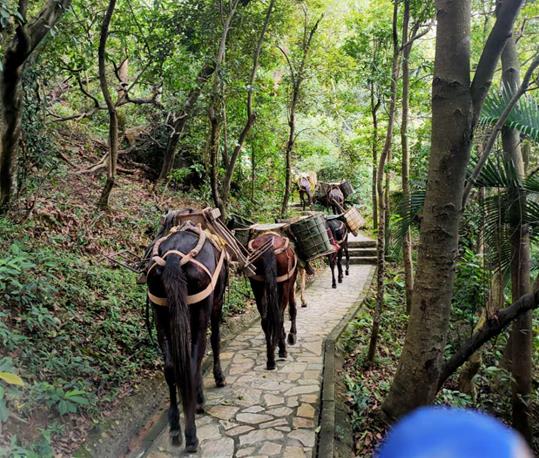 福建马队运输电话