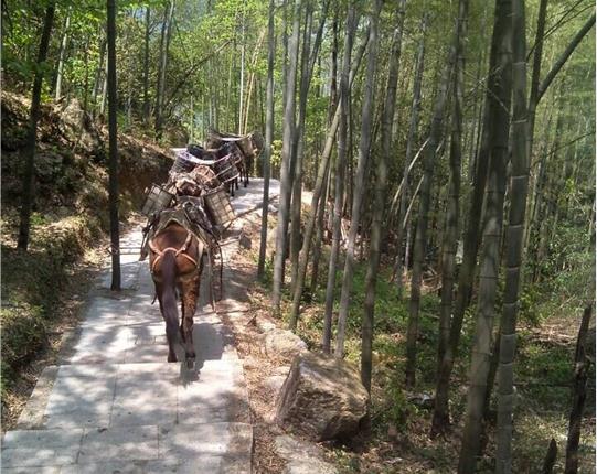 福建山区骡马运输