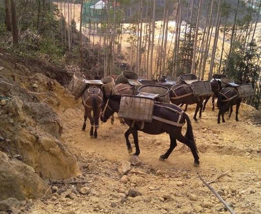福建山区马队运输